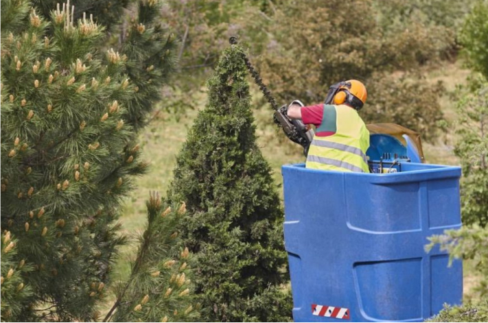 53% More Leads for Friendly Tree Service